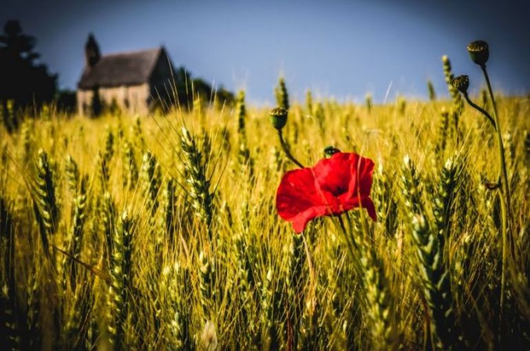 arts medias coquelicot
